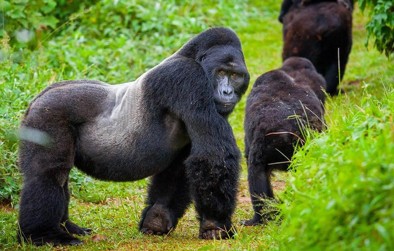 Explore East Africa’s breathtaking landscapes and wildlife with 4WD African wildlife tours by 4x4 Self-Drive Safaris. Discover Rwanda, Uganda, and Tanzania at your own pace.